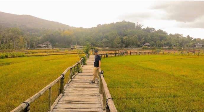 Menikmati Keelokan Sawah Sukorame di Yogyakarta