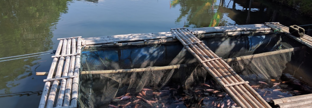 Spot Mancing di Jogja, Auto Dapat Ikan!