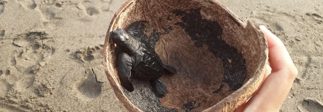 Pengalaman Melepas Tukik di Pantai Pelangi