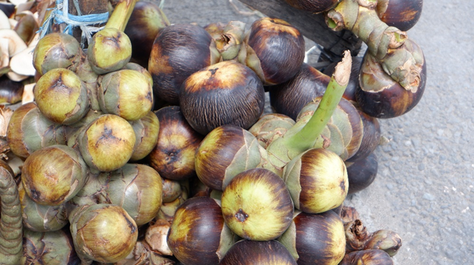 Buah Lontar : Buah Langka Mirip Kelapa