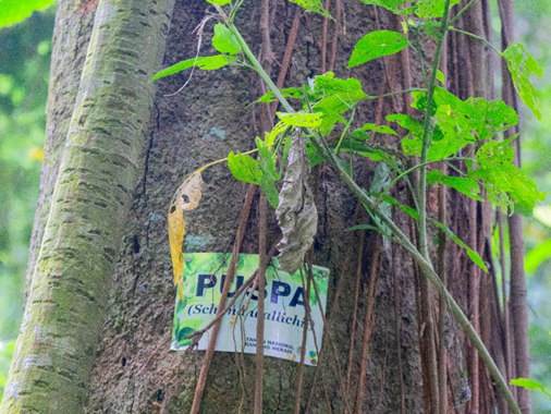 Puspa : Penghuni Taman Nasional Gunung Merapi