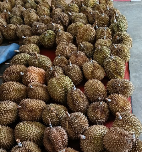 Durian Bali Jogja